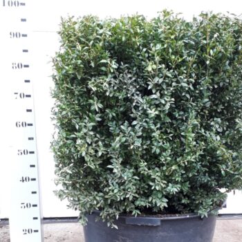 Buxus sempervirens