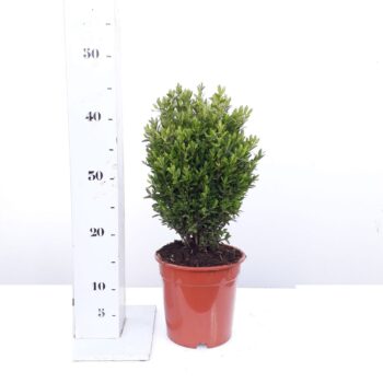 Buxus sempervirens Green Balloon