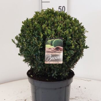 Buxus sempervirens bol 35