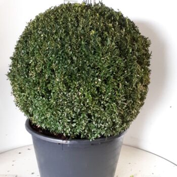 Buxus sempervirens bol 70
