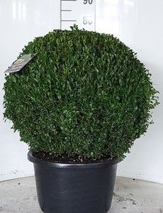 Buxus sempervirens bol 60