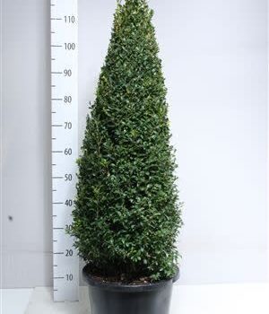 Buxus piramide 90/100 cm