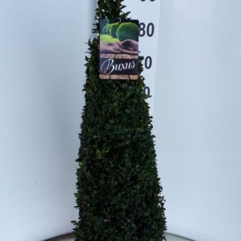 buxus sempervirens piramide 80+ cm