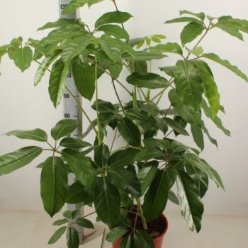 Schefflera Amate