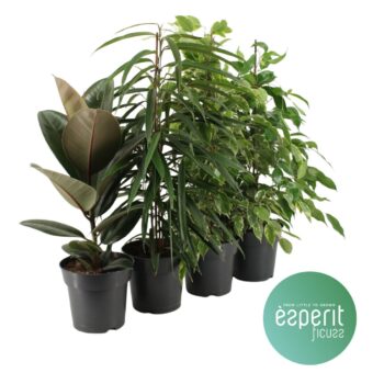 Ficus Ficuss Mix 3-4 srt.