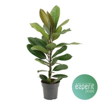 Ficus america Tresor®