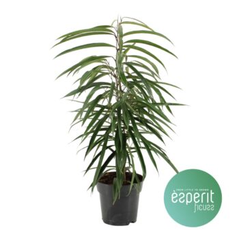 Ficus binnendijkii Alii