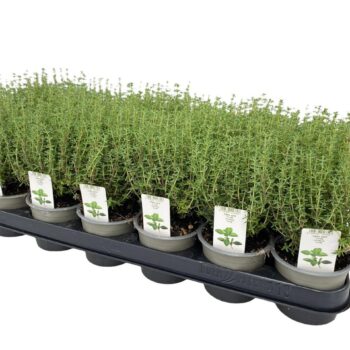Thymus Vulgaris Faustini
