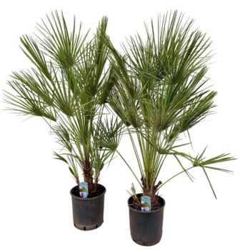 Chamaerops humilis P24