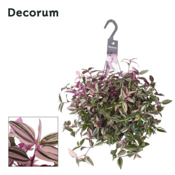 Tradescantia Quadricolor