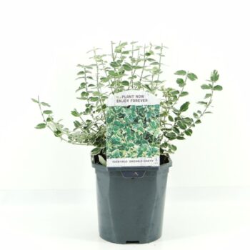 Euonymus fort. Emerald Gaiety