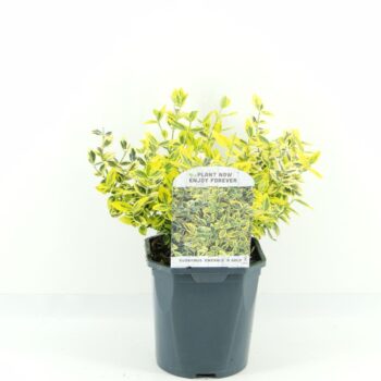 Euonymus fort. Emerald Gold