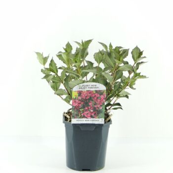 Weigela flor. Nana Purpurea