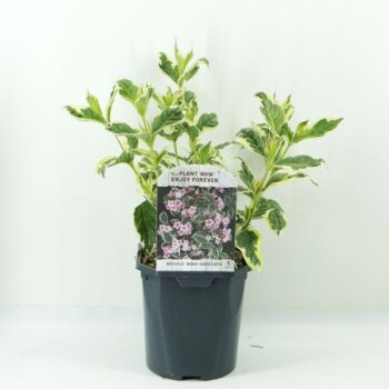 Weigela flor. Nana Variegata