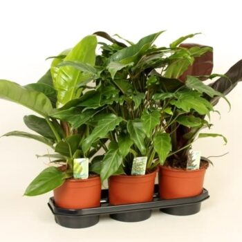 Philo. mix van Im.Red, Green en Xanadu