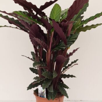Calathea Rufibarba