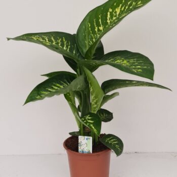 Dieffenbachia Tropic Snow