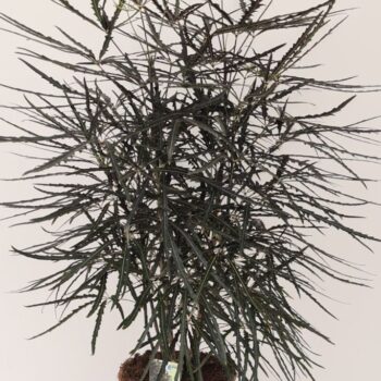 Dizygotheca Elegantissima