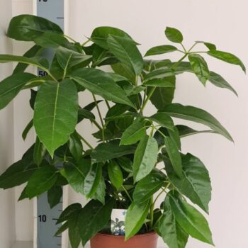 Schefflera Amate