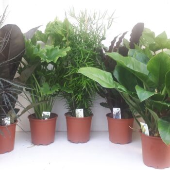 Fatsia, Asparagus, Calathea, Radermachera, Philo Selloum, Philo Im.Red en Philo Im.Green.