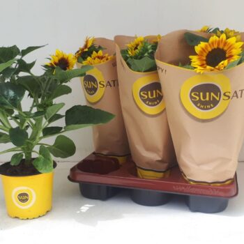 Helianthus Flame Multiflower