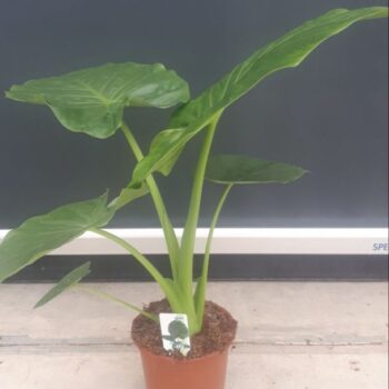 Alocasia Macrorrhiza