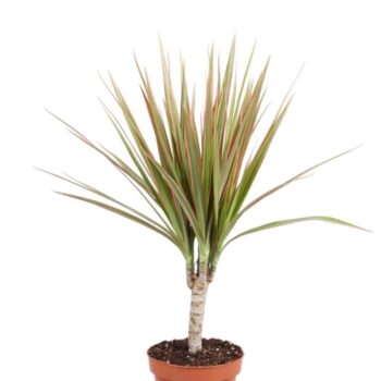 Dracaena Bicolor enkele stam