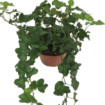 Hedera helix Green Wave
