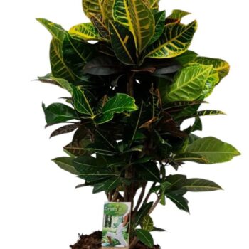 Codiaeum Petra- hoogte 75-80