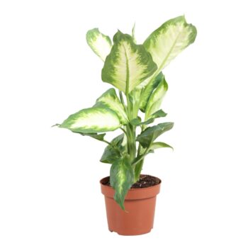 Dieffenbachia Camilla