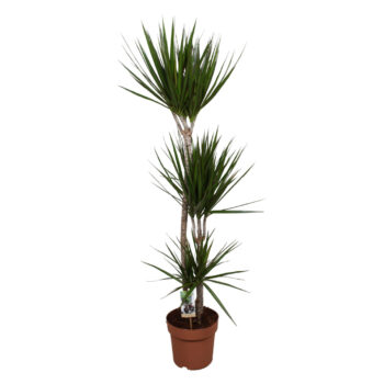 Dracaena Marginata 90-45-15