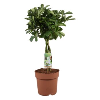 Schefflera Nora - gevlochten stam