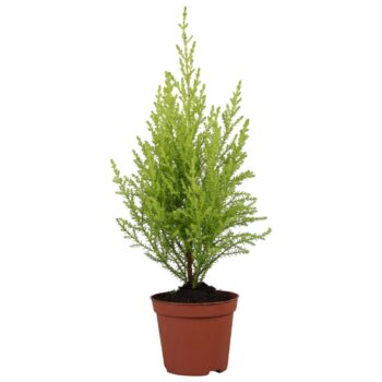 Cupressus Goldcrest Wilma - hoogte 30-35