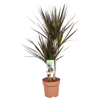 Dracaena Magenta 30-15