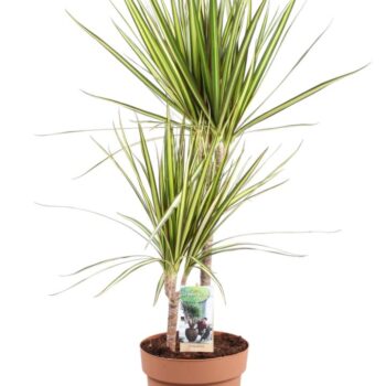 Dracaena Sunray 45-15