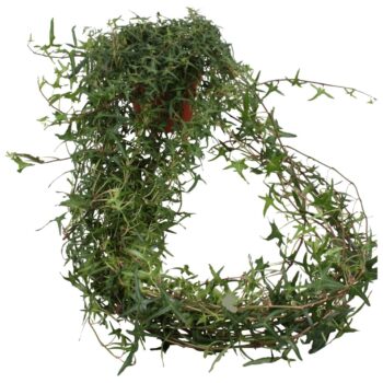 Hedera helix Sagittaefolia lange plant