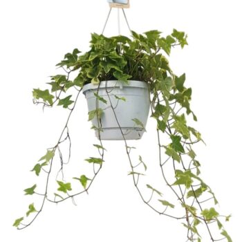 Hedera helix geelbont - hangpot wit / basic