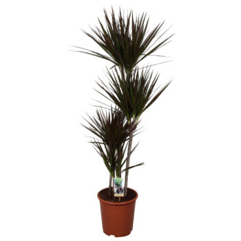 Dracaena Magenta 90-60-30-15