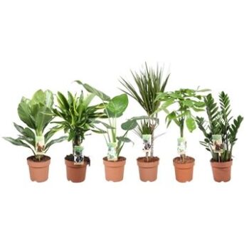 Green is...mixkar p17;4 srt / 12x6 pr cc