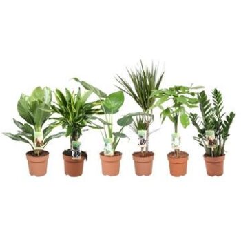 Green is..mixlaag p17; 4 srt / 4x6 pr laag