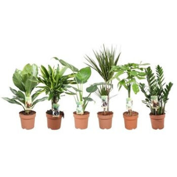 Green is...mixkar p17;4 srt / los per cc