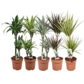 Green is... dracaena-mixlaag p21 45-15 - min 3 soort per laag