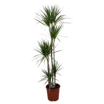 Dracaena Marginata 120-90-60-30-15