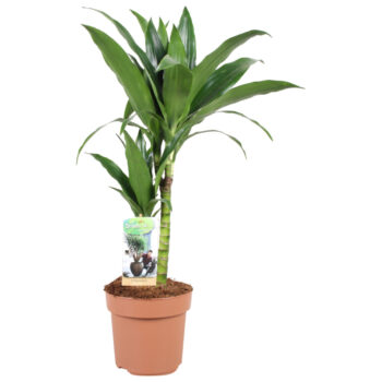 Dracaena Janet Craig 30-15