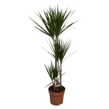 Dracaena Marginata 60-30-15