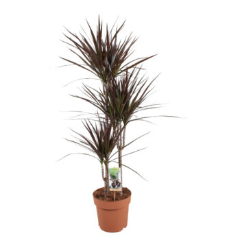 Dracaena Magenta 60-30-15