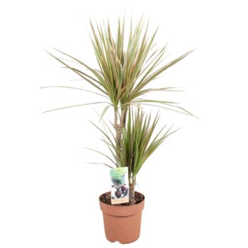 Dracaena Bicolor 30-15