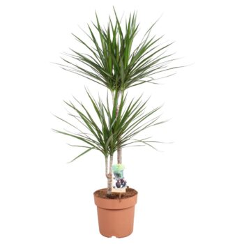Dracaena Marginata 45-15