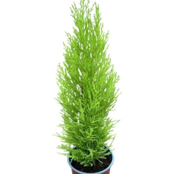 Cupressus Goldcrest Wilma - hoogte 60-65