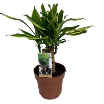 Dracaena Golden Coast carroussel